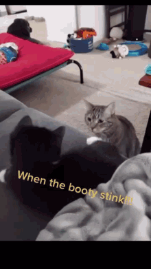 two cats in a living room with a caption that says when the booty stink