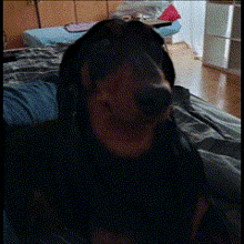 a black dog is laying on a bed with a blurry background