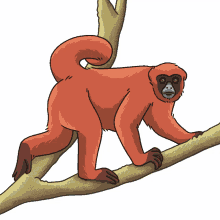 monkey woolly monkey yellow tailed woolly monkey peruvian woolly monkey