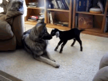 Dog Adopts Baby Goat GIF - Dog Adopt Baby GIFs