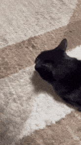 Violinarurulove Black Cat GIF - Violinarurulove Black Cat Chey GIFs