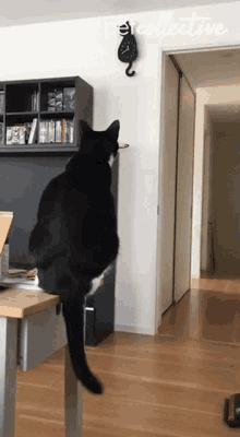 Tick Tock The Pet Collective GIF