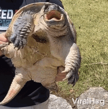 Look At This Turtle Viralhog GIF - Look At This Turtle Viralhog Check This Animal Out GIFs