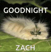 a cat laying on a leaf with the words goodnight zach