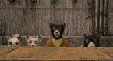 a fox with a black mask and a brown jacket