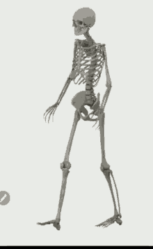 Skeleton Bones GIF - Skeleton Bones Walking Skeleton GIFs