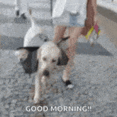 Dog Carrying GIF - Dog Carrying Puppies GIFs