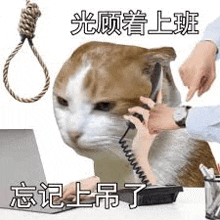 a cat is talking on a phone in front of a laptop while a person points at it .