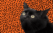 Happy Halloween Black Cat GIF - Happy Halloween Black Cat Cats GIFs