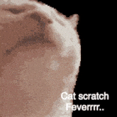 cat funny cat scratch fever rock