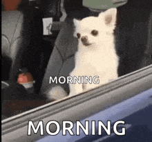 a small white dog is looking out of a car window and says morning morning .
