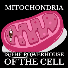 mitochondria is the powerhouse of the cell according to this poster