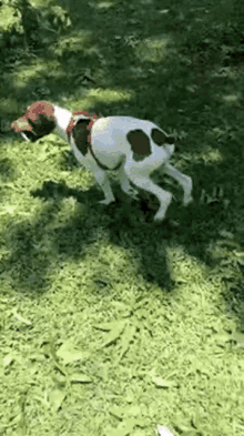 Dog Doggo GIF - Dog Doggo Running GIFs