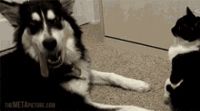No Means No! GIF - Cute Dogs Cat GIFs