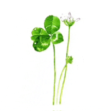 a watercolor painting of a four leaf clover and a small white flower .