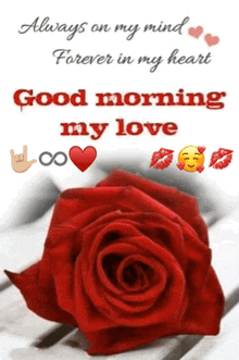 GOOD MORNING ❤️❤️🌹🌹💝💝❤️❤️