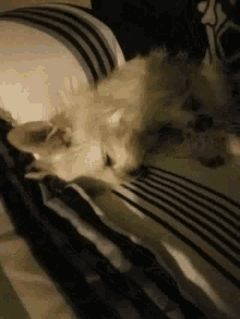 a dog is laying on a bed with its mouth open and yawning .