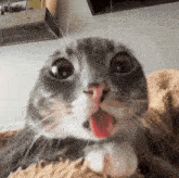 a close up of a cat 's face with its tongue out .