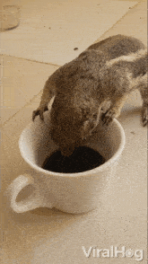 Drinking Coffee Squirrel GIF - Drinking Coffee Squirrel Viralhog GIFs