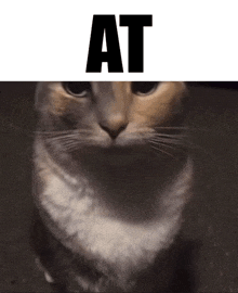 a cat is sitting in front of a sign that says " at "