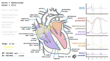 Heart Beat Anatomy Of Heart GIF - Heart Beat Anatomy Of Heart GIFs