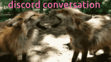 foxes talking discord conversation argument