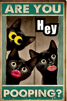 Areyoupooping Blackcats GIF - Areyoupooping Pooping Poop GIFs