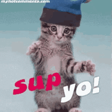 Hi There Funny Animals GIF - Hi There Funny Animals Kitten GIFs