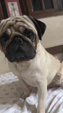 a pug dog sitting on a bed looking at the camera with a picture in the background