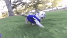Bulldog Des Moines GIF - Bulldog Des Moines Drake GIFs