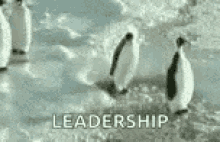 Leadership GIFs | Tenor