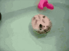 Hedgehog Floating GIF - Hedgehog Floating Bath Time GIFs
