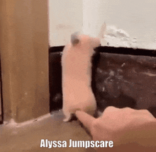 Alyssa Jumpscare GIF - Alyssa Jumpscare GIFs