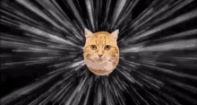 Acelera, Gato, Corre, Gatinho GIF - Cat Gofast Hurry GIFs