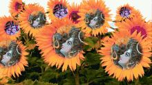 Jai Sh Krishna Sunflower GIF - Jai Sh Krishna Sunflower Colorful GIFs