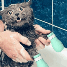 Cat Shower This Is Fine GIF - Cat Shower This Is Fine Cute GIFs