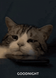 a cat laying on top of a cell phone with the words goodnight below it .