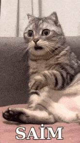 a cat sitting on a couch with the word saim written on the bottom