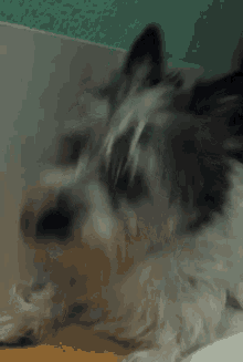 Fredea Dog GIF - Fredea Dog Tongue Out GIFs