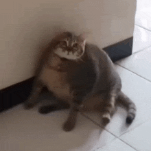 Fat Cat Trying To Scratch GIF - Fat Cat Trying To Scratch GIFs