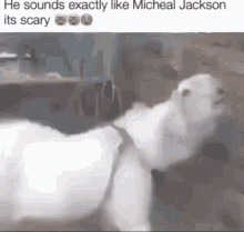 Micheal GIF - Micheal GIFs