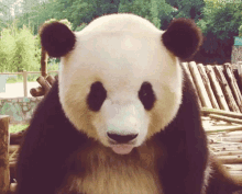 Panda Cute GIF - Panda Cute Fluffy GIFs