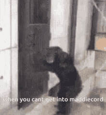 Maddiecord GIF - Maddiecord GIFs