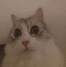 a close up of a cat with big eyes