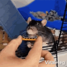 Playing A Small Harmonica Viralhog GIF - Playing A Small Harmonica Viralhog Rat GIFs