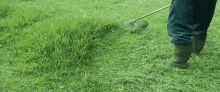 Tall Grass GIF