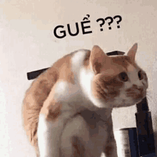 White Cat Meme GIFs | Tenor
