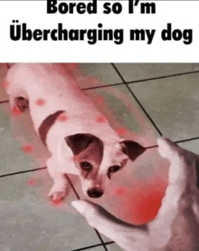 a dog is being held in a person 's hand with the caption bored so i 'm uber charging my dog