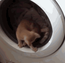 Cat Dryer Cat Turning GIF