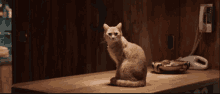The Voices Movie Orange Cat GIF - The Voices Movie Orange Cat Cat Talking GIFs